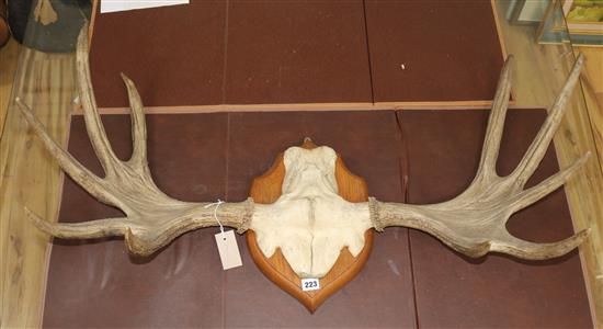 A pair of mounted moose antlers